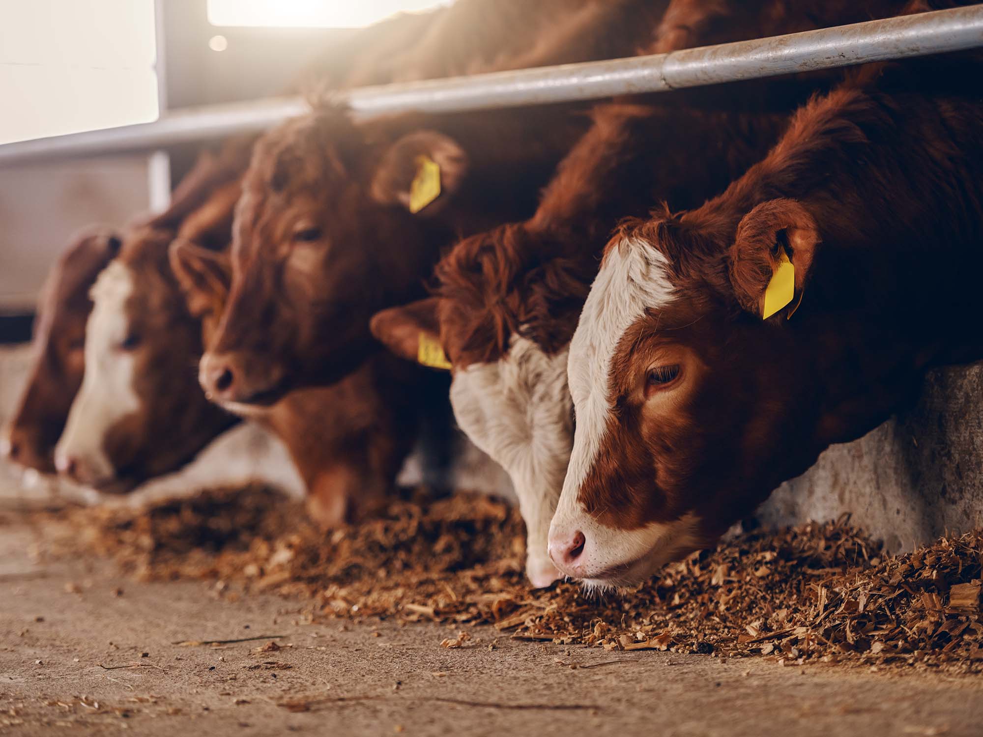Desinfektion Raumluft Tierstall